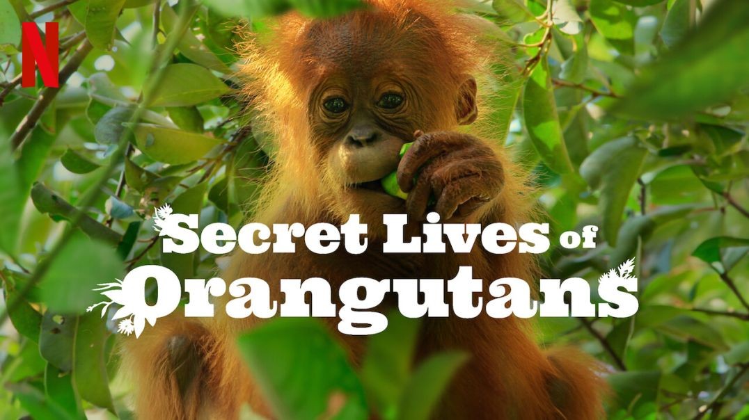 ⁣Secret Lives Of Orangutans